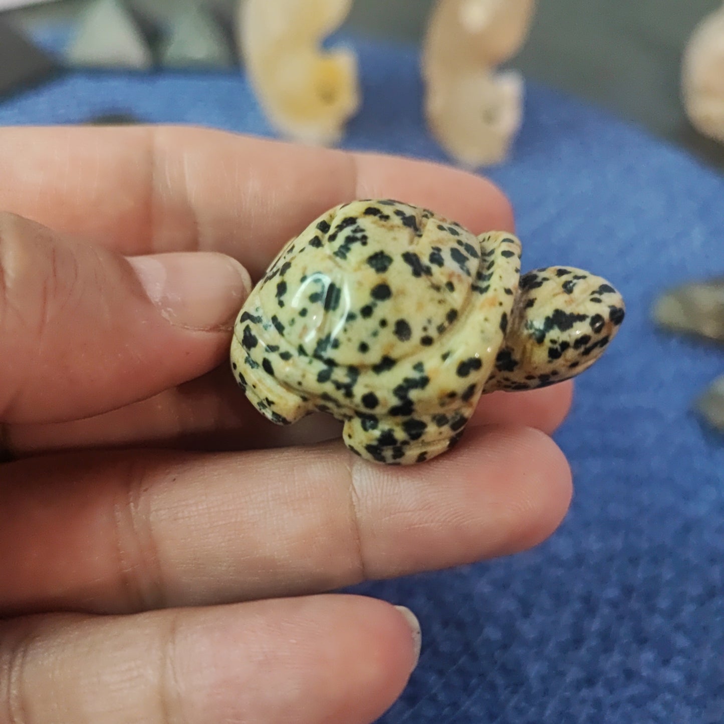 Tortugas de diferentes minerales