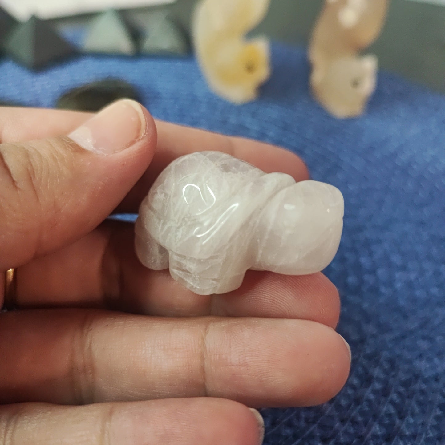 Tortugas de diferentes minerales